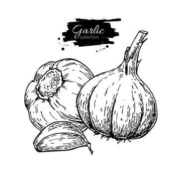 Garlic hand drawn vector illustration. Isolated Vegetable with c Illustrazione stock