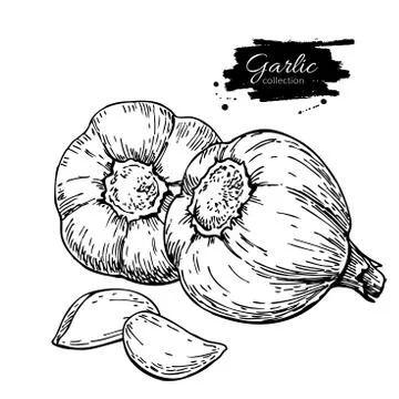 Garlic hand drawn vector illustration. Isolated Vegetable with c Stock Illustration
