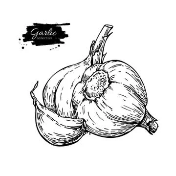 Garlic hand drawn vector illustration. Isolated Vegetable with c Stock Illustration