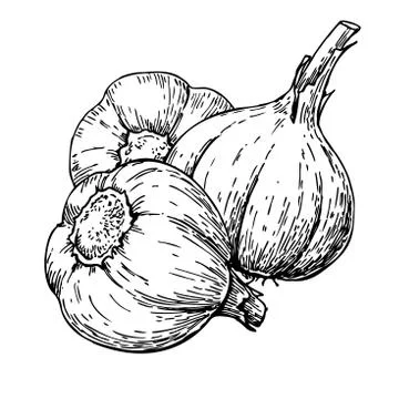 Garlic hand drawn vector illustration. Isolated Vegetable  Engra Stock Illustration