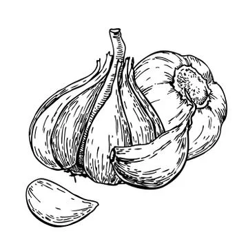 Garlic hand drawn vector illustration. Isolated Vegetable with c Stock Illustration