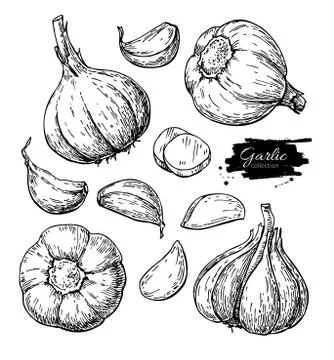 Garlic hand drawn vector illustration set. Isolated Vegetable, c Stock Illustration
