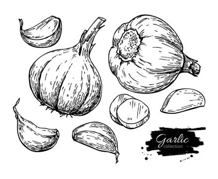 Garlic hand drawn vector illustration set. Isolated Vegetable, c Stock Illustration