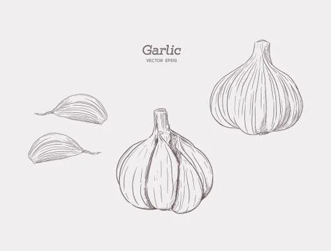 Garlic hand drawn vector illustration set. Stock Illustration