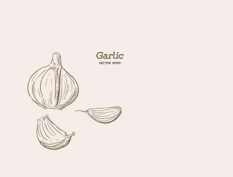 Garlic hand drawn vector illustration set. Stock Illustration