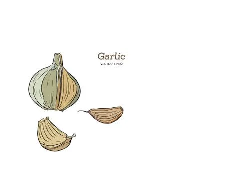 Garlic hand drawn vector illustration set. Stock Illustration