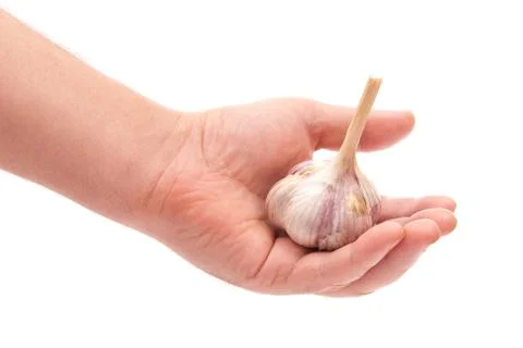 Garlic in hand Stock Photos