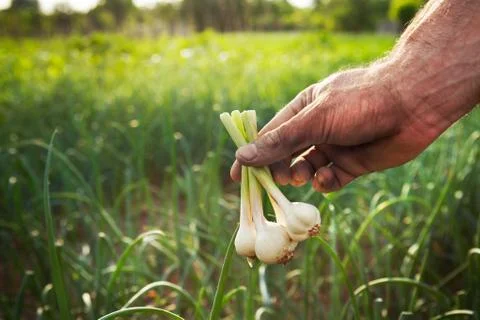 Garlic in hands of farmer Stock Photos