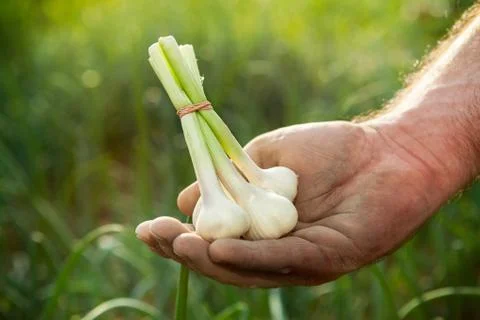 Garlic in hands of farmer Stock Photos