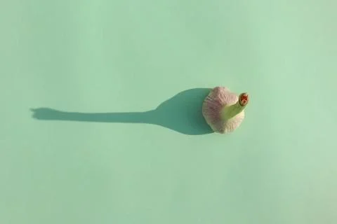 Garlic with a hard shadow on a colored background pattern Stock Photos