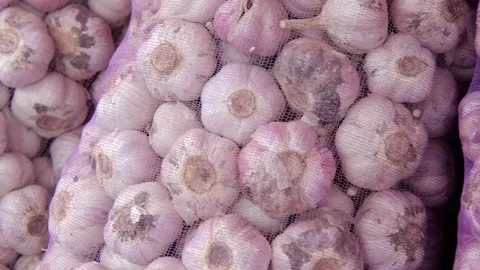 Garlic harvest in nets Stock Footage 154424553