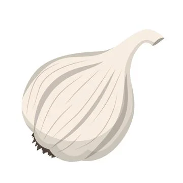 Garlic head isolated on white background イラスト素材