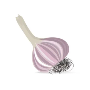 Garlic head with roots. Isolated vector object Stockillustratie