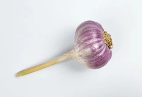 Garlic head on a white background Stock Photos