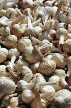 Garlic heads Stock Photos