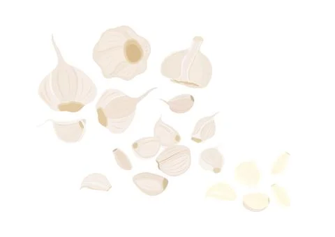 Garlic herb vector isolated on white background ep04 Stock Illustration