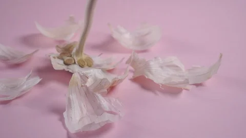 Garlic husk is beautifully laid with a pattern on a delicate pink background Stock Footage 125375643