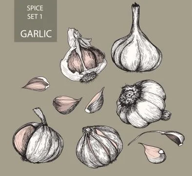 Garlic Stock Illustration