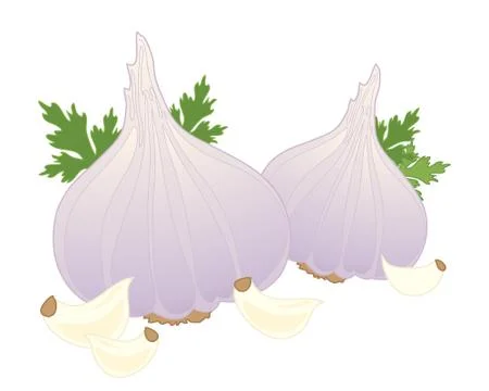 Garlic Stock Illustration