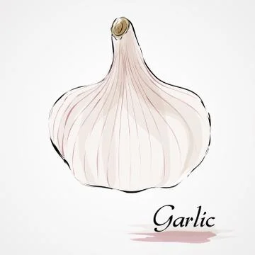 Garlic Stock Illustration