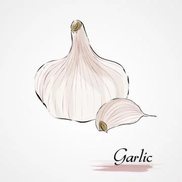 Garlic Stock Illustration