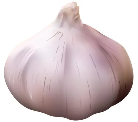 Garlic Stock Illustration