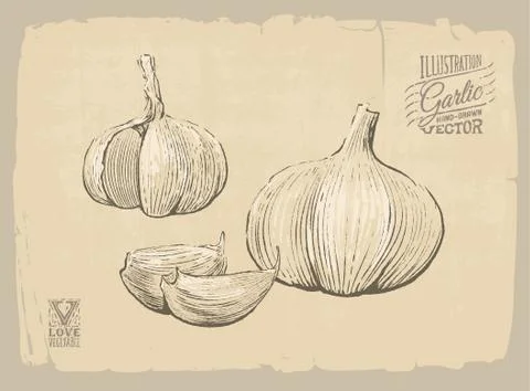 Garlic illustration Stock Illustration