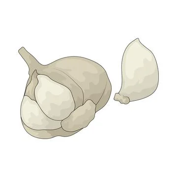 Garlic illustration Stock Illustration