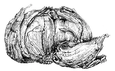 Garlic illustration in ink. High-resolution garlic hand-drawn engraving illustra Stock Illustration
