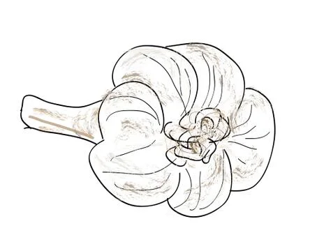 Garlic illustration vector Stock Illustration