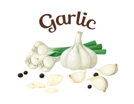 Garlic. Isolated objects Stock Illustration