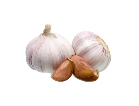 Garlic isolated set. Stock Photos