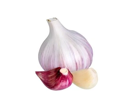 Garlic isolated set. Stock Photos
