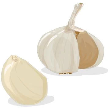 Garlic isolated vector Stock Illustration