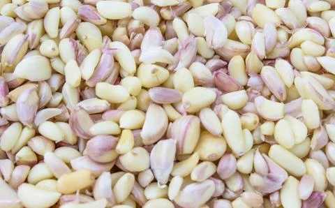 Garlic  isolated on white background Stock Photos