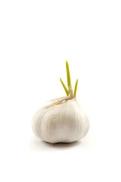 Garlic isolated on white background Stock Photos