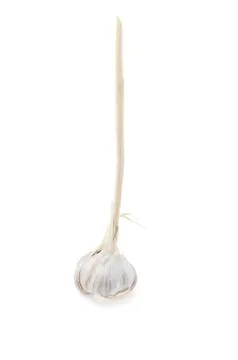 Garlic isolated on white background. Stock Photos