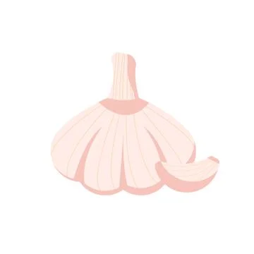 Garlic isolated on white background. Vector illustration. Illustrazione stock