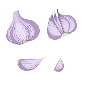 Garlic isolated on a white background. Vector illustration Stock Illustration
