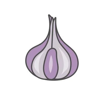 Garlic isolated on white background. Vector illustration Stock Illustration