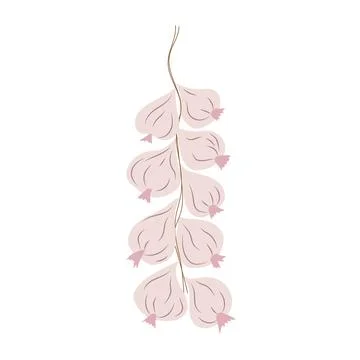 Garlic knitting. Vector isolated on a white background Stock Illustration