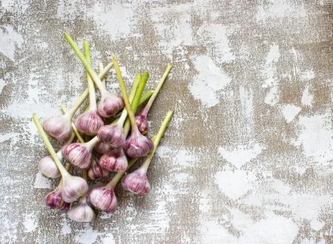 Garlic on a light background Stock Photos