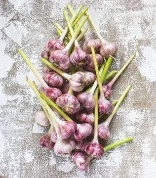 Garlic on a light background Stock Photos