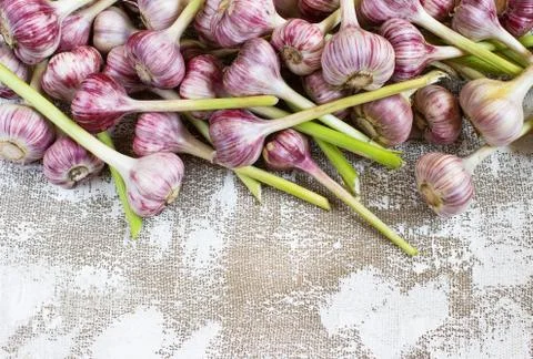 Garlic on a light background Stock Photos