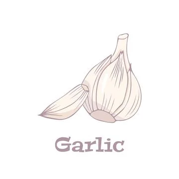 Garlic logo in flat style. Isolated object. Garlic icon. Vegetable from the Stock Illustration