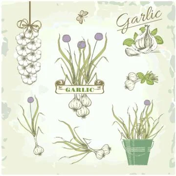 Garlic logo set Stock Illustration