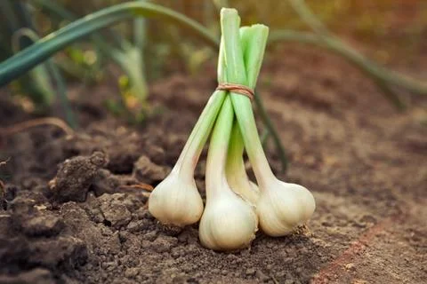 Garlic lying on the ground Stock Photos