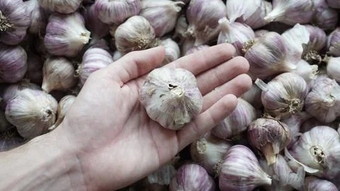 Garlic in a man's hand Stock Photos