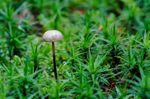 Garlic marasmius Stock Photos