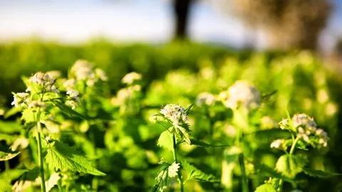 Garlic mustard Foto stock